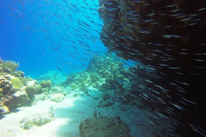 Two-Tank Dive for Certified Diving in St Thomas - What’s included (and what’s not)